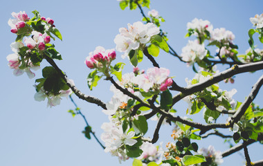 Branch of apple tree with flowers.