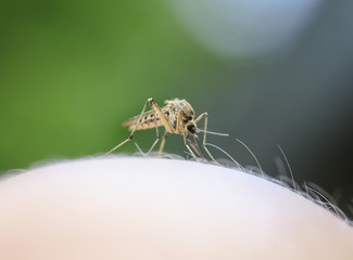 nasty  mosquito sitting on her hand and drinks the blood of the pierced skin
