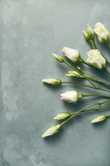 Prairie Gentian  Flowers on rustic background