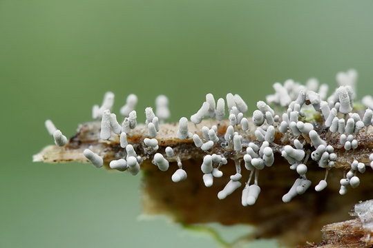 Silver grey slime mold, Arcyria cinerea