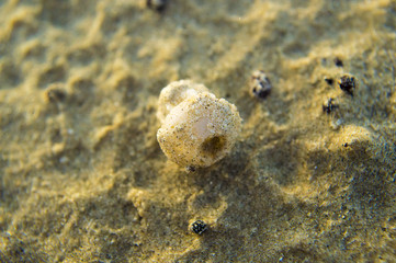 Beach Mushroom
