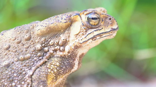 close up Common Toad, asian toad brown, Bufo Bufo 