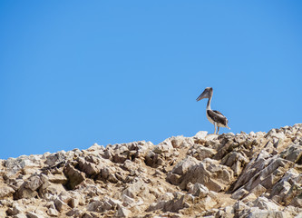 Peruvian pelican(Pelecanus thagus), Ballestas Islands near Paracas, Ica Region, Peru