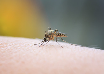 closeup of a nasty insect mosquito sitting on her hand and drinks the blood of the pierced skin