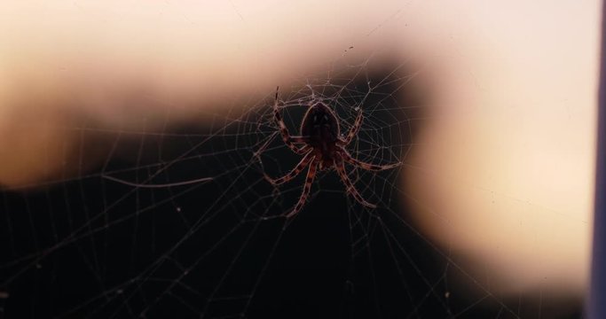 Orb-weaver Spider in Web at Sunset Close Up Slow Zoom In, 4K