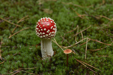 Toadstool in the forest
