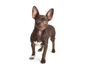 Young Brown Chihuahua Dog on White