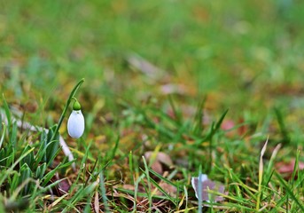 Schneegl&ouml;ckchen
