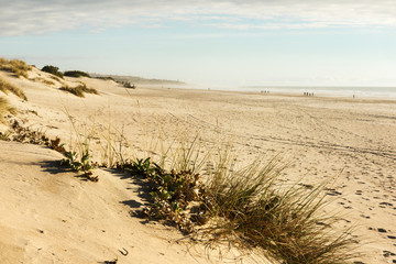 Beach in winter with fog and sand dunes