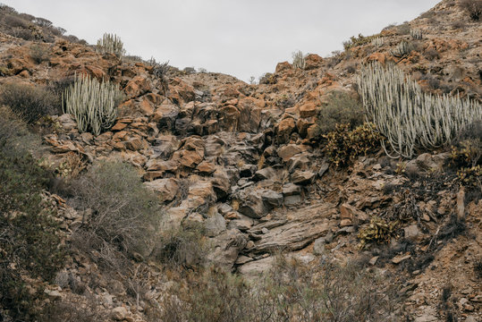 Canyon with a lot of stones, cacti and dried plants