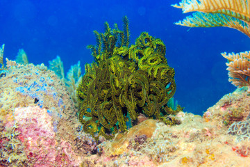 Marine plants of coral reefs of the Philippines.