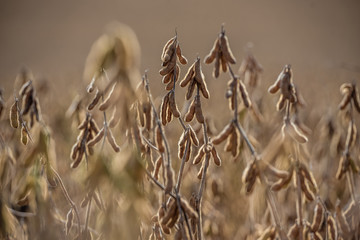 Planta&ccedil;&atilde;o de Soja
