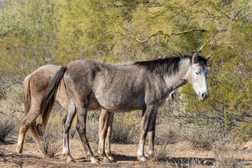 Obraz premium Wild Horses in the Arizona DEsert