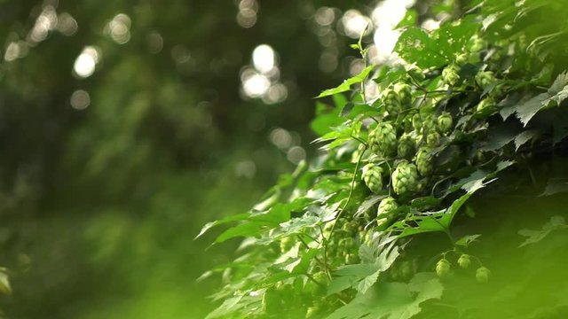 Hop bush in the garden