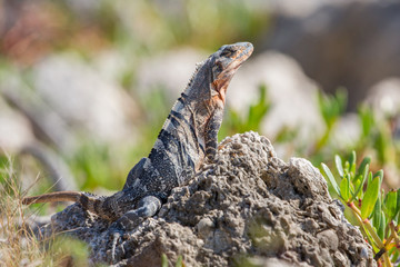 Black iguana (Ctenosaura similis), Key Biscayne, Florida