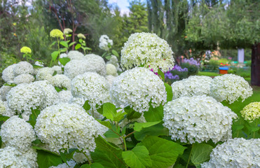 Hydrangea macrophylla in a garden.