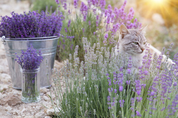 Wild cat is sitting in lavender field. Sunset lights over blooming lavander flowers.