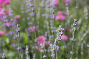 Lavender flower field, fresh purple aromatic flowers for the natural background.