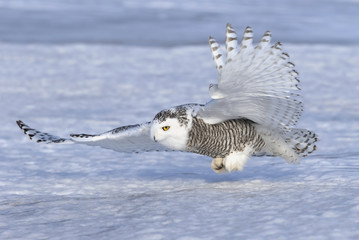 Naklejka premium Snowy owl (Bubo scandiacus) hunting over a snow covered field in Canada