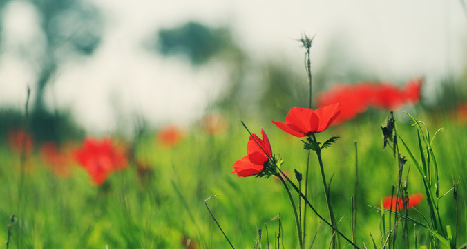 Spring blossom of the red flowers (anemones) on a green meadow