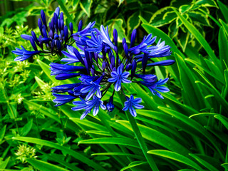 Blue Agapanthus African lily
