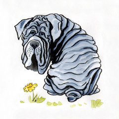 Рисунок собаки акварелью "Неаполитанский мастиф