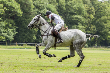 Polo sport in Belgium