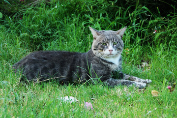 Gray cat laying on the grass