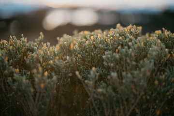 Green plant on the rocky shore near the ocean on the sunset lights
