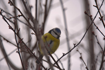 blue tit in the nature in the winter