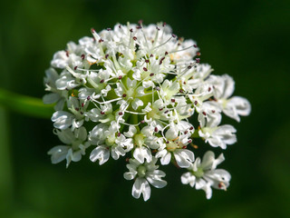 Hemlock Water-dropwort (Oenanthe crocata)