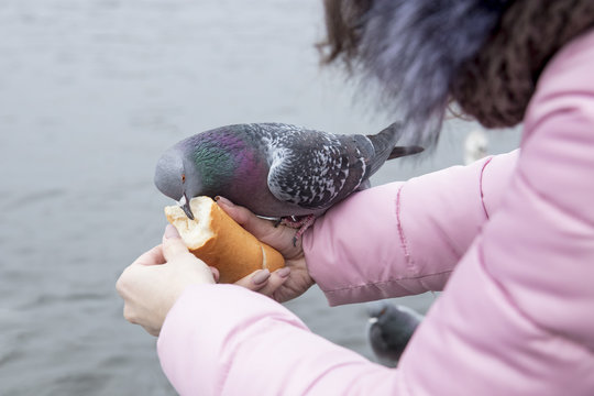 Young woman feeds a pigeon with hands on the riverbank in the city.