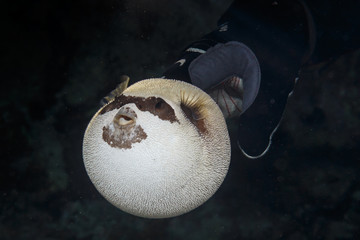 Masked puffer in the hands of the driver.