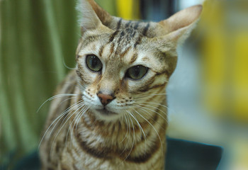 cat cats kot koty © Nadia