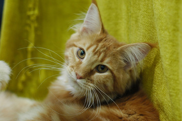cat cats kot koty © Nadia