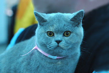 cat cats kot koty © Nadia