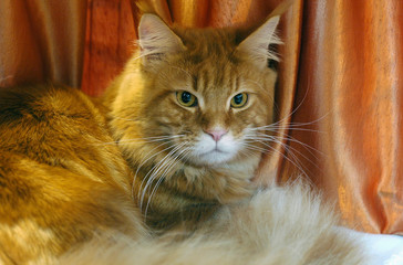 cat cats kot koty © Nadia