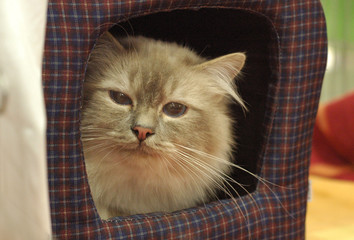 cat kot