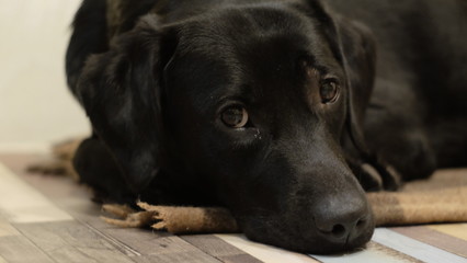 Black dog labrador