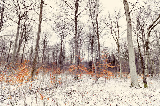 Forest in the winter with small beech trees