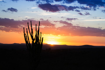 Beautiful orange sunset in brazil shoing a cactus contrast - amazing contrast with sunset and clounds - catinga