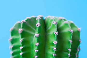 Macro photo of cactus and spines on blue background. close up