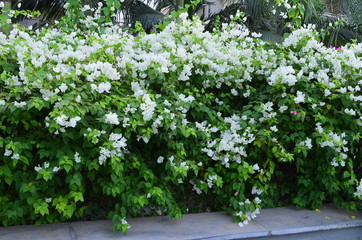 White Flower Blanket