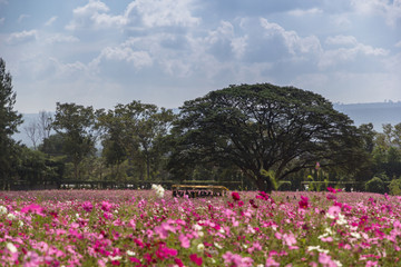 pink cosmos field and sky