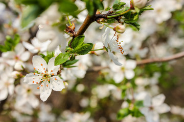spring blossoming apple tree