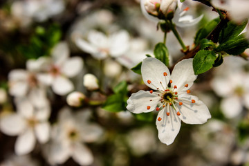 Fototapeta na wymiar apple tree spring bloom