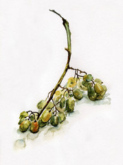 Рисунок акварелью "Гроздь винограда"