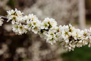 spring blooming branch