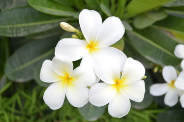 Fototapeta na wymiar White flowers - closeup