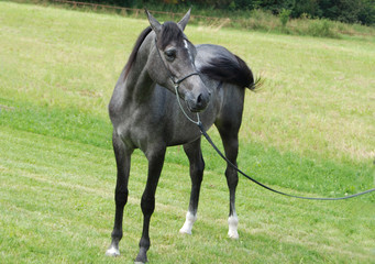 horses koń konie © Nadia